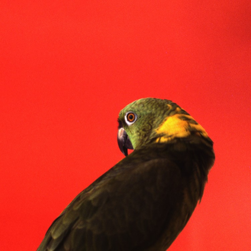 a green and yellow parrot looking backwards at the camera against a solid red background
