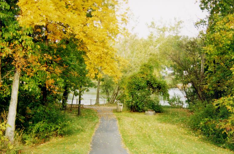 Paved pathway surrounded by greenery