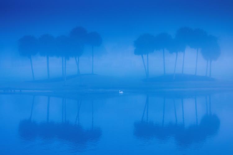 Blue-tinted scene shows a swan in a body water with trees in the backdrop