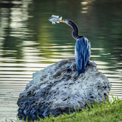 A large water bird holds a fish in its mouth while perching on a rock in front of water