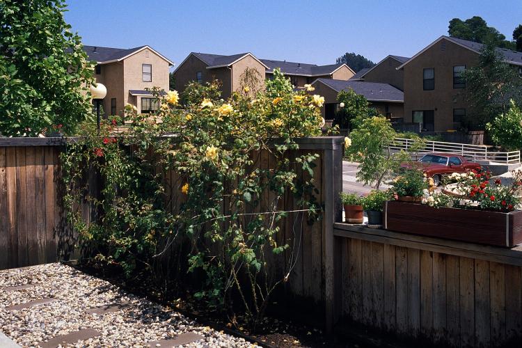 A vine plant with flowers covers a wooden fence in a private yard.