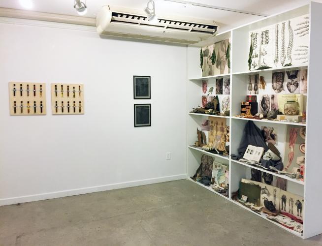 A white shelf contains drawings and 3-D figures of human and animal skeletons.