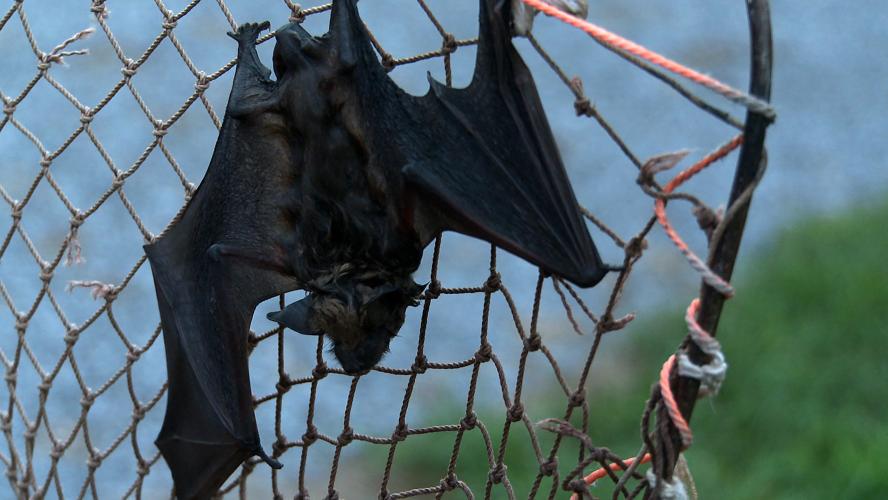 A bat hangs upside down on a net