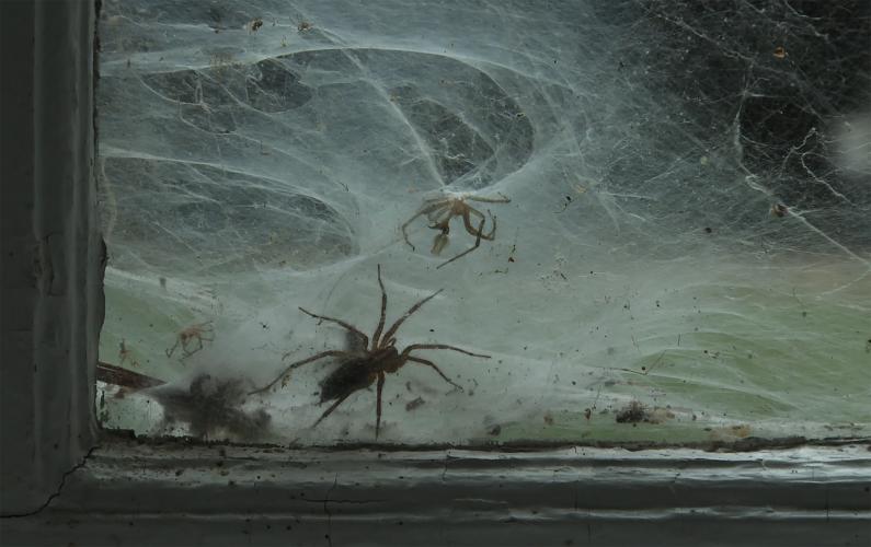 A large spider on a window that is heavily covered by webs