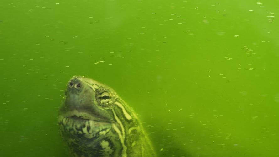 The head of a turtle is visible in green-toned water.
