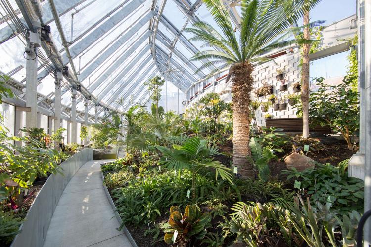 Plants inside of a greenhouse