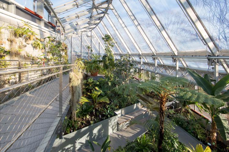 Plants inside of a greenhouse.