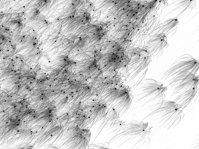 An abstract black-and-white photo of small fireworks-like motifs over a white background.
